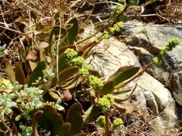 Crassula nudicaulis var. nudicaulis buds